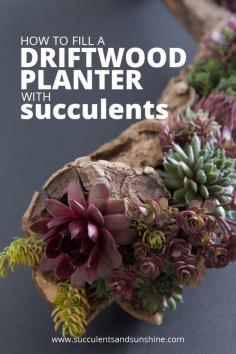 
                    
                        Succulents look fantastic in this piece of driftwood decor! Learn how to make your own planter!
                    
                