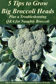 
                    
                        5 Tips to Grow Big Broccoli Heads, plus general broccoli growing requirements, broccoli companion plants, and troubleshooting tips for broccoli problems.
                    
                