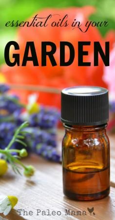 
                    
                        Essentials Oils in the Garden
                    
                