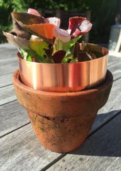 
                    
                        5 ways to keep slugs out of your garden - copper flashing like this deters them from climbing into flower pots
                    
                