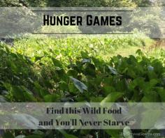 
                    
                        Hunger Games: Find this Wild Food and You'll Never Starve - TheSurvivalSherpa...
                    
                