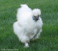 
                    
                        My Silkie, Freida, didn’t lay her first egg until she was 14 months old.
                    
                