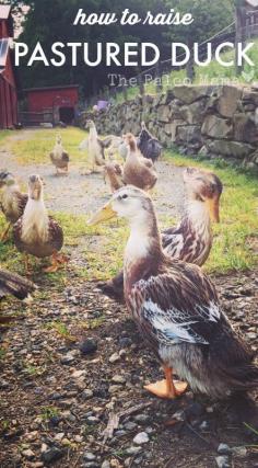
                    
                        I hope this post will help you answer those questions of how to raise pastured ducks so that you can enjoy all the fun things duck can bring to a homestead. thepaleomama.com/...
                    
                