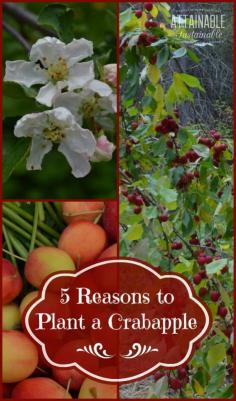 
                    
                        Crabapples might not be the first fruit you think of planting, but they are a great choice, for a variety of reasons!
                    
                