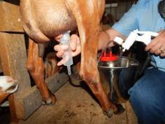 
                    
                        Thoughts from Frank and Fern: A Simple Non-Electric Milking Machine
                    
                