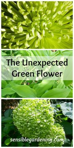 
                    
                        The Unexpected Green Flower with Sensible Gardening
                    
                
