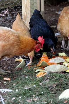 
                        
                            Tilly's Nest: 7 Commonly Asked Questions from Backyard Chicken Keepers
                        
                    