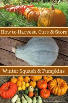 
                        
                            If I had to choose a favourite vegetable or fruit to grow it would be winter squash and pumpkins. Perhaps it’s because they make me think of fairy tales
                        
                    