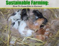 
                        
                            Sustainable Farming: Raising Kits to Harvest
                        
                    