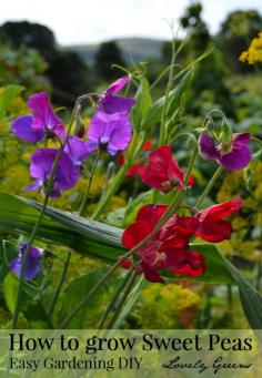 
                    
                        Sweet Peas are the quintessential English Cottage Garden flower. They're easy to grow and produce masses of deeply fragrant blossoms. Here are some tips on growing them in either containers or in the garden.
                    
                