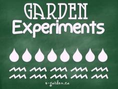 
                        
                            Garden Experiments - what works, and more importantly, what doesn't...
                        
                    