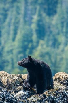 
                    
                        Black bear watching in Tofino, BC. More wildlife photos from British Columbia at: www.everintransit...
                    
                