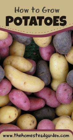 
                    
                        How to Grow Potatoes
                    
                