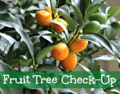 
                    
                        FRUIT TREE CHECK UP. How to prune your fruit trees. How to prune citrus trees. When to fertilize and mulch your free trees and check them over for bugs and critters. #fruittrees #fruit #tree #brisbane
                    
                