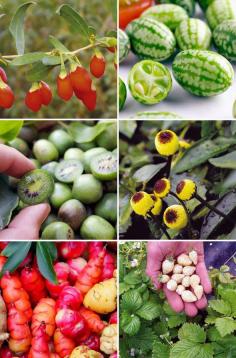 
                    
                        Unexpected Edibles - grow, forage, and cook with unusual fruits, vegetables, and wild food including cucamelons, cocktail kiwis, electric buttons, oca, white strawberries, and goji berries
                    
                