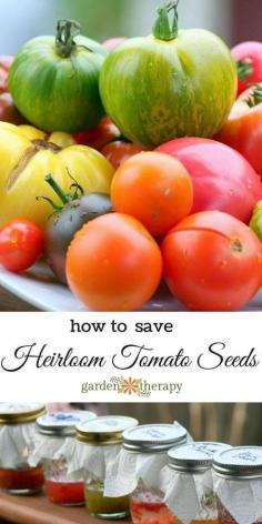 
                        
                            How to Save Heirloom Tomato Seeds (it's a thing...)
                        
                    