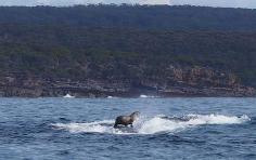 
                    
                        Amazing! Seal Hitches Ride on Humpback Whale
                    
                