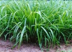 hạt cỏ giống tại vật tư chăn nuôi với nhiều chọn lựa cho người dùng. 
http://vattuchannuoi.com/hat-co-giong