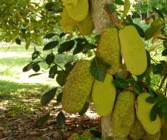 Jackfruit galore
