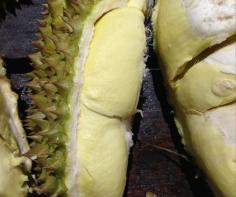 One of our favourites - durian