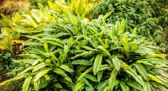 Herb Nepal - Organic Farm
