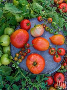 tomato display