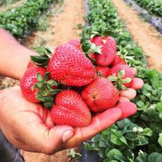 Annual Strawberry Festival in Georgia | Jaemor Farms