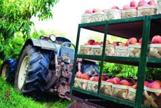 Fresh Georgia Peaches | Peach Farm | Jaemor Farms