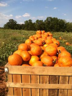 Georgia Pumpkin Patch | Jaemor Farms