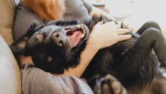 Dogs are wonderful companions but they require some work and a great deal of responsibility. Although each dog (and owner) is different, there are some common grounds that constitute responsible dog ownership.