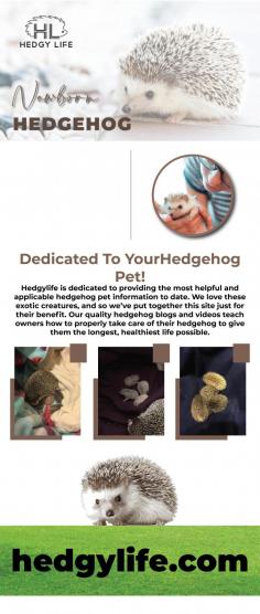 Hedgehogs are born blind and deaf. Hedgehogs are one of the most popular pets in the world. They’re small, independent, and low-maintenance, which makes them ideal for people who don’t have a lot of time or space for a pet. But like all animals, hedgehogs have a lifecycle that must be understood before taking one home. If you want to properly take care of newborn hedgehog visit our site. For more info visit here: https://www.hedgylife.com/hedgehog-breeding/baby-hedgehogs/