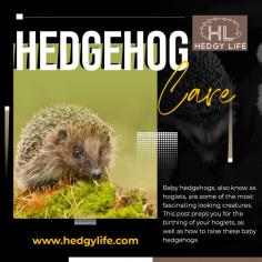Are you someone who wants to learn everything about hedgehog care and maintenance but getting which platform can you trust completely from where you can get genuine information? Don’t worry; Hedgy Life is here to help you. Our blogs and videos are there to help you! Whether it is Hedgehog food or bedding that you want, we have everything. To know more about us, visit our official website right now! 

For more info visit here: https://www.hedgylife.com/hedgehog-health/take-care-of-a-hedgehog/